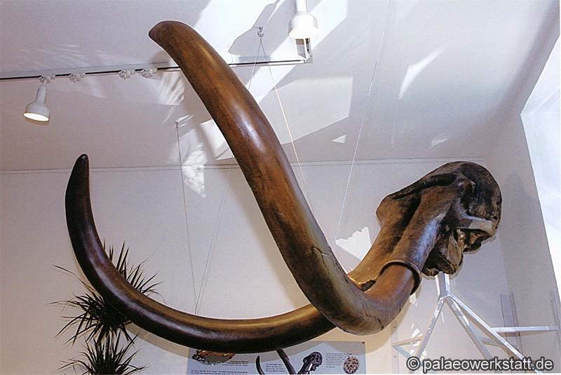 Mammuthus primigenius
Das fertige Präparat in der Ausstellung des Heimatmuseums Hünxe (Westfalen, D); Foto: © Günter Salomon